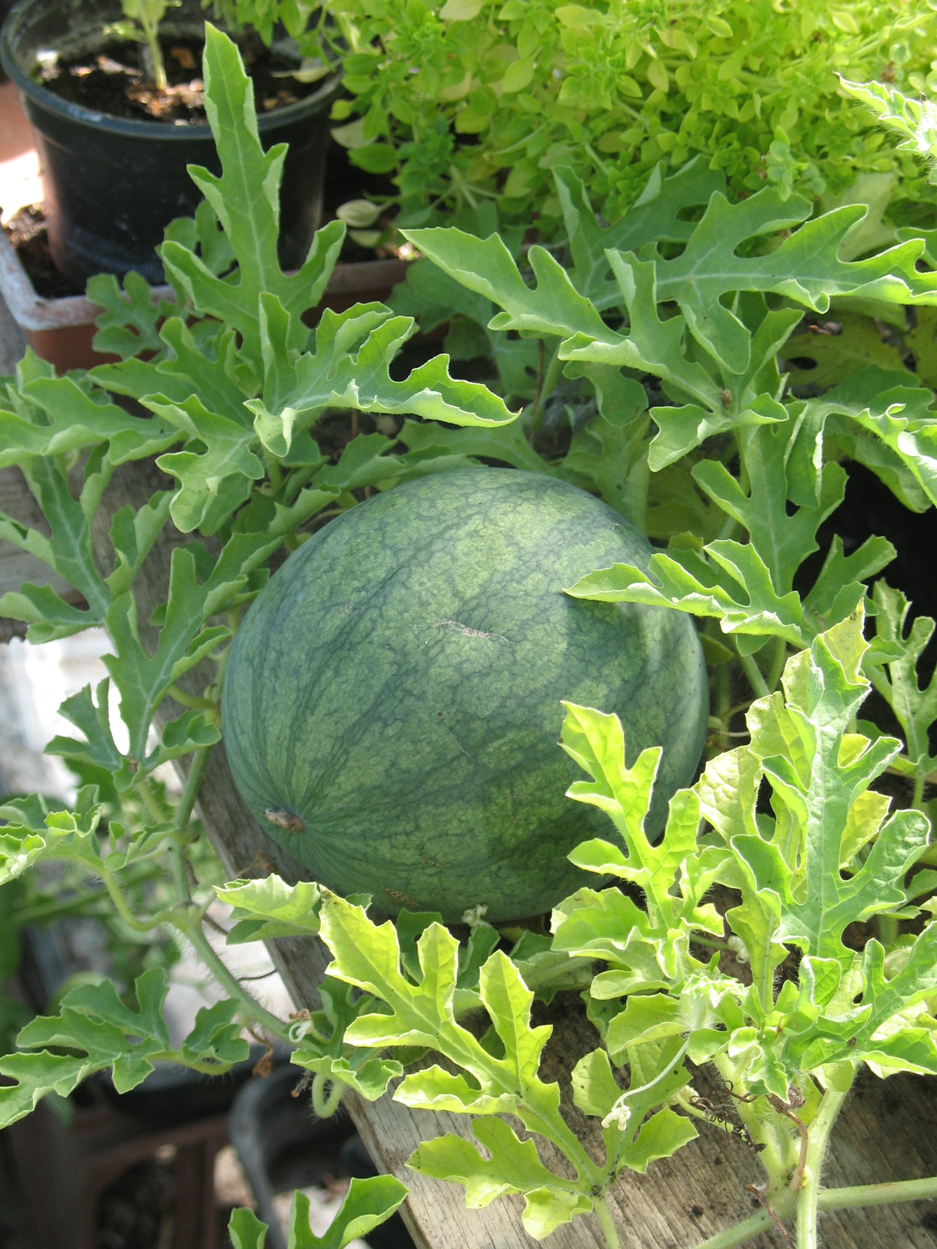 large melon