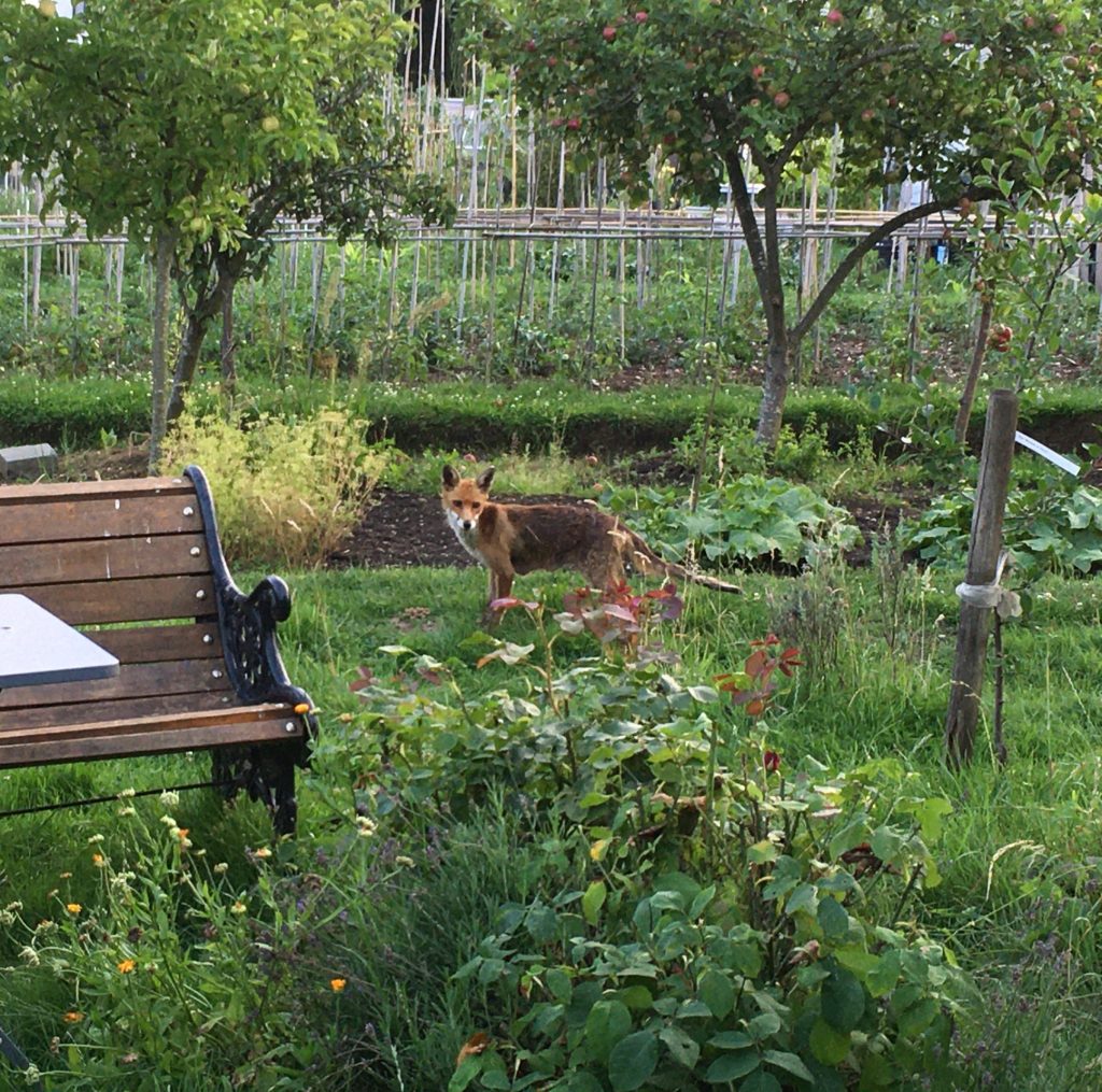 Join in allotment life